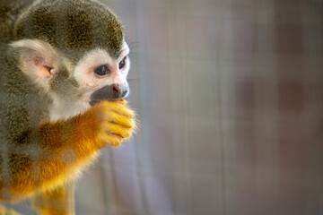 Squirrel monkey eats a snack while observing its surroundings at a local zoo during a sunny afternoon