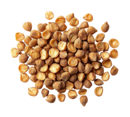 Harvesting ripe corn seeds in agriculture close-up natural environment detailed view