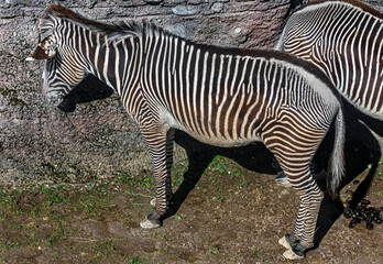Grevy`s zebra at the rock. Latin name - Equus grevyi