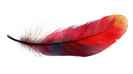 red feather on white background