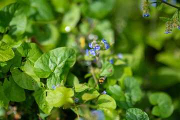 Bee pollenating flower flying