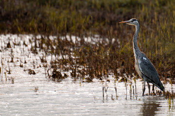 great blue heron in the marsh