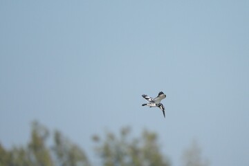 Kingfisher, living naturally in Thailand