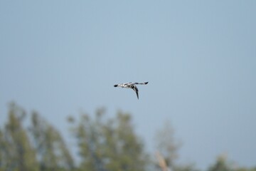 Kingfisher, living naturally in Thailand