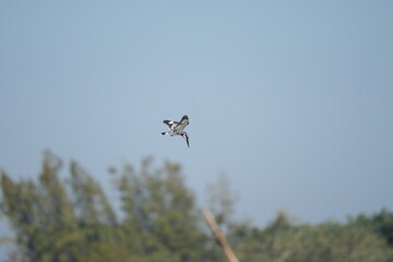 Kingfisher, living naturally in Thailand