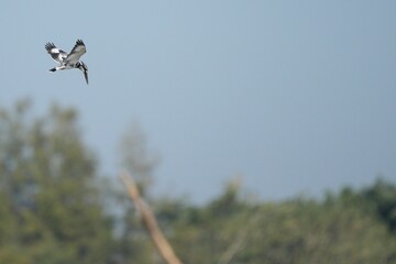 Kingfisher, living naturally in Thailand