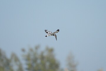 Kingfisher, living naturally in Thailand