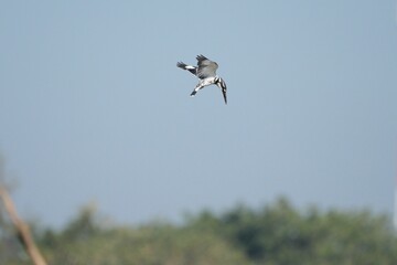 Kingfisher, living naturally in Thailand