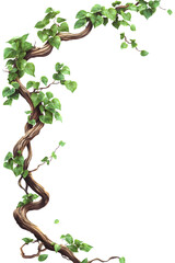 Twisting Vine with Green Leaves Isolated on White Background