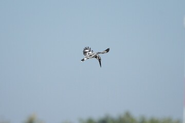 Kingfisher, living naturally in Thailand