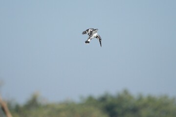 Kingfisher, living naturally in Thailand