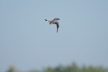Kingfisher, living naturally in Thailand