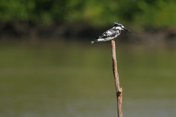 Kingfisher, living naturally in Thailand