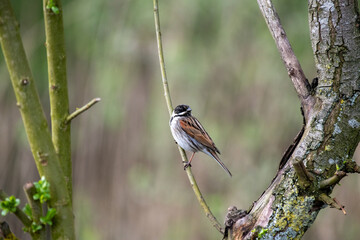 Reed bunting common reedbunting perched on branch