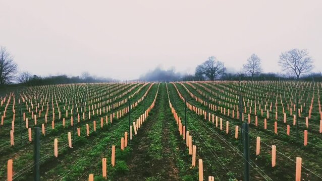 rows of newly planted grape vines in a field with leafless trees in the background on a foggy day