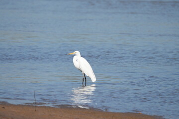 Fototapeta premium Great Egret, living naturally in Thailand