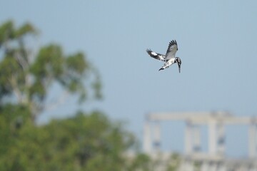 Kingfisher, living naturally in Thailand