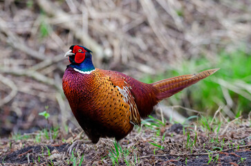 Pheasant male woodland grouse