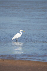 Great Egret, living naturally in Thailand