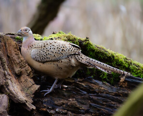 Pheasant female on tree stump