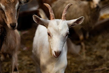 Fototapeta premium Portrait of a white goat in a farm