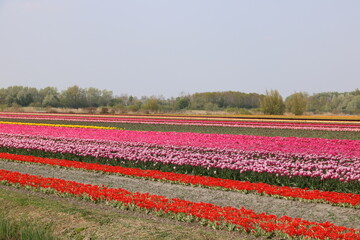 Landschaft mit Tulpenfeld in vielen Farben in Holland Noordwijk