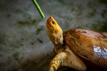 Turtle eagerly reaching for a green vegetable treat in a natural habitat