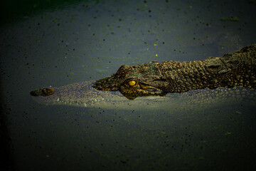 Crocodile resting motionless in shallow water during daylight near a swampy area