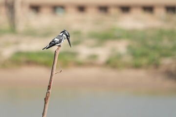 Kingfisher, living naturally in Thailand
