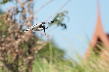 Kingfisher, living naturally in Thailand