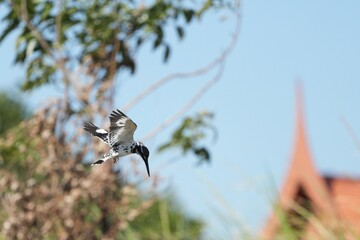 Kingfisher, living naturally in Thailand