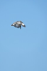 Kingfisher, living naturally in Thailand
