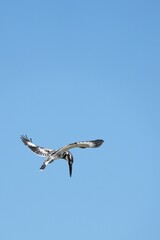 Kingfisher, living naturally in Thailand