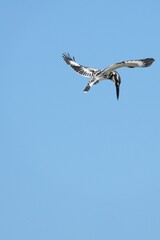 Kingfisher, living naturally in Thailand