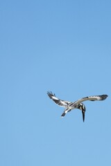 Kingfisher, living naturally in Thailand