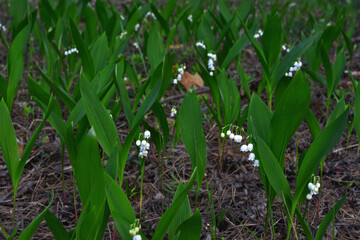 Lily of the Valley in Bloom forest lawn