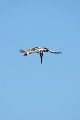 Kingfisher, living naturally in Thailand