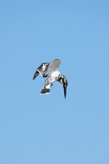 Kingfisher, living naturally in Thailand