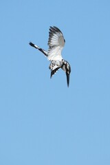Kingfisher, living naturally in Thailand