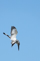 Kingfisher, living naturally in Thailand
