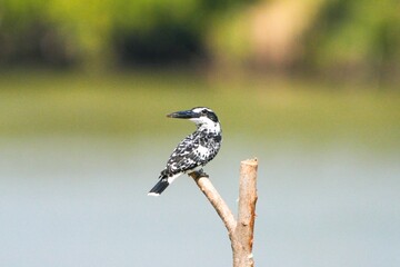 Kingfisher, living naturally in Thailand