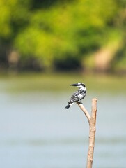 Kingfisher, living naturally in Thailand