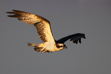 Osprey (Pandion haliaetus) in Flight at Golden Hour.