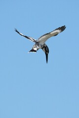 Kingfisher, living naturally in Thailand