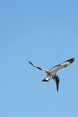 Kingfisher, living naturally in Thailand