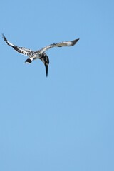 Kingfisher, living naturally in Thailand