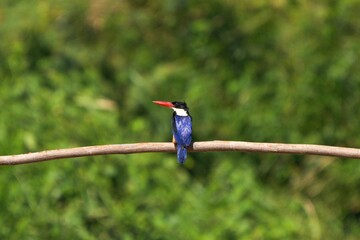 Black-headed Kingfisher, naturally living in Thailand