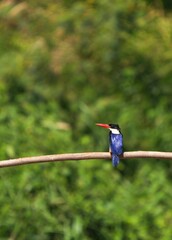 Black-headed Kingfisher, naturally living in Thailand