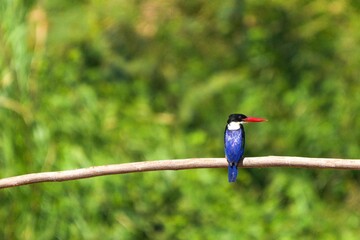 Black-headed Kingfisher, naturally living in Thailand