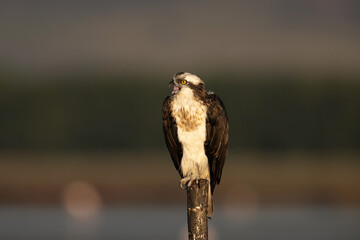 The predator's gaze: the osprey posing (Pandion haliaetus).